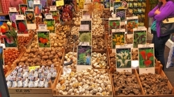 Amsterdam - Blumenmarkt