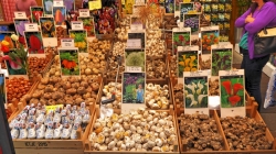 Amsterdam - Blumenmarkt