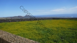 Lanzarote 201802_104