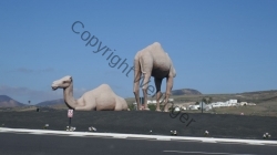 Lanzarote 201802_144