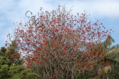 madeira200704_1 188