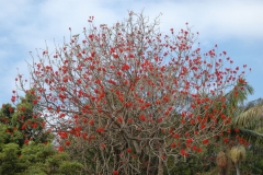 madeira200704_1 188