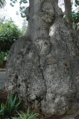 madeira200704_1 212