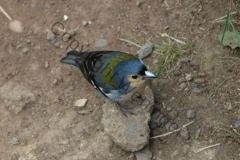 madeira200704_2 052