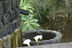 madeira200704_2 059