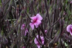 madeira200704_2 165