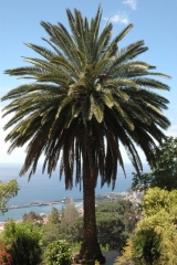 madeira200704_2 170