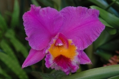 madeira200704_2 220