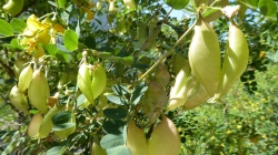 Meran 201705_036