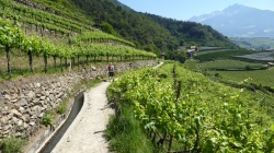 Meran 201705_039