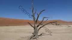 Namibia - Dead Vlei, Namib