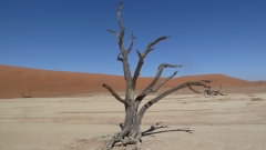 Namibia - Dead Vlei, Namib