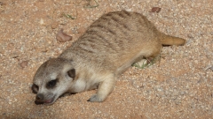 Namibia - Barchan Dune