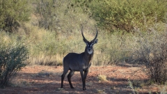 Namibia - African Safari Lodge, Mariental