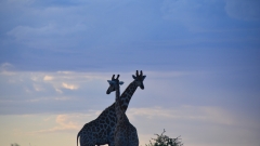 Namibia - African Safari Lodge, Mariental