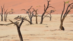 Namibia - Dead Vlei, Namib
