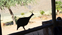 Namibia - Barchan Dune