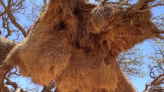 Namibia