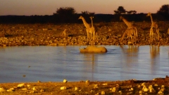 Namibia - Etosha NP