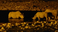 Namibia - Etosha NP