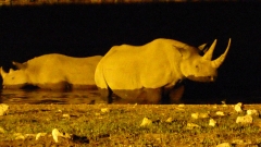 Namibia - Etosha NP