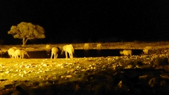 Namibia - Etosha NP