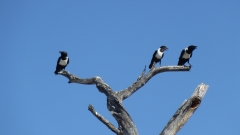 Namibia - Etosha NP
