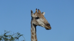 Namibia - Etosha NP