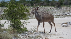 Namibia - Etosha NP