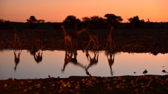 Namibia - Etosha NP