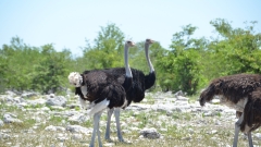 Namibia - Etosha NP