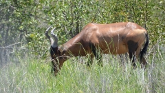 Namibia - Etosha NP