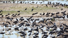 Namibia - Etosha NP