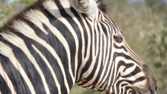 Namibia - Etosha NP