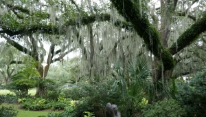 Karibik_NewOrleans_121