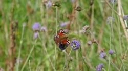 Schottland 201808_054