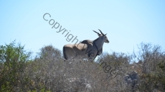 Südafrika Westcoast NP