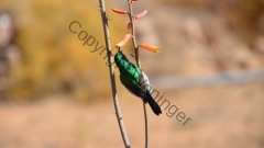 Südafrika Springbok