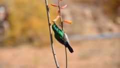 Südafrika Springbok